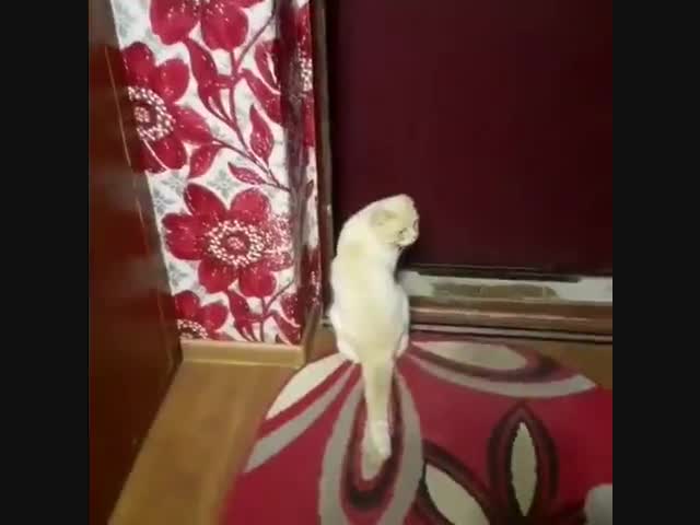 Открой дверь!