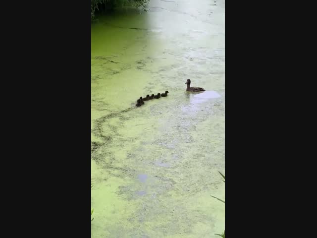 Игра в прятки