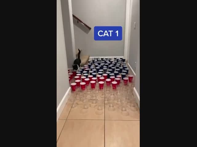 Коты бывают разные