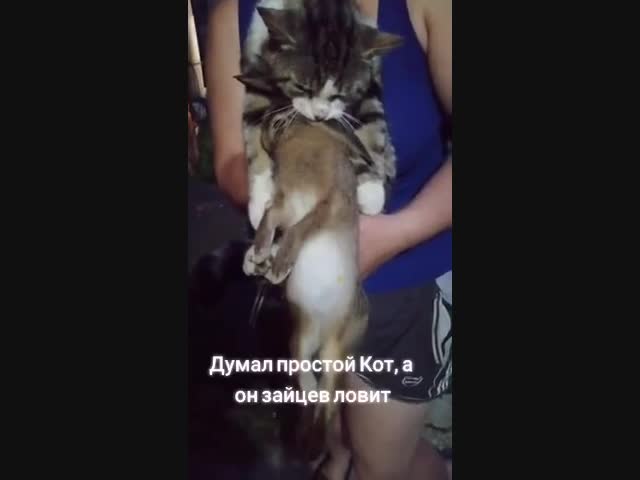 С таким котом с голодухи не помрешь