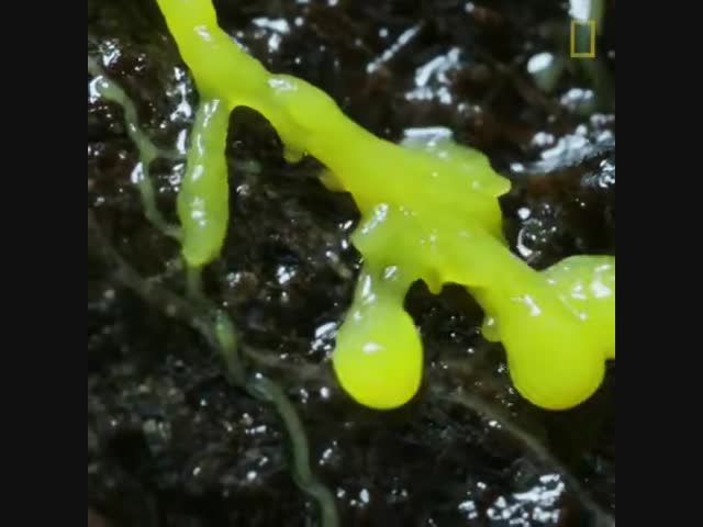 Тайная жизнь грибов