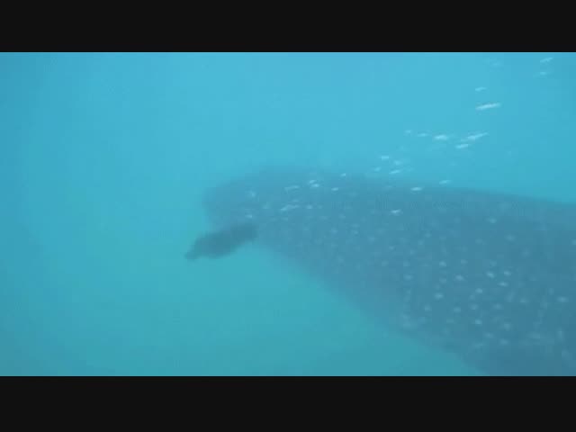 Глубоководный охотник