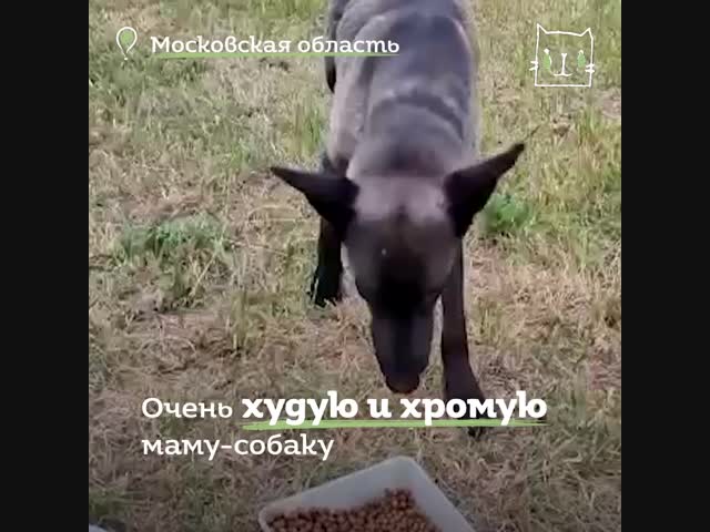 Хромая Рэма изо всех сил пыталась выжить и хоть как-то прокормить своих щенков