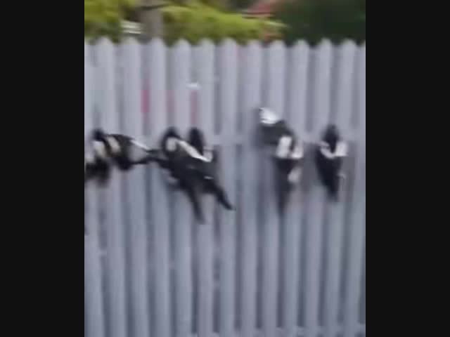 Что это такое? Коллективное самоубийство сорок?