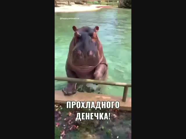 Все мы немного бегемоты:))