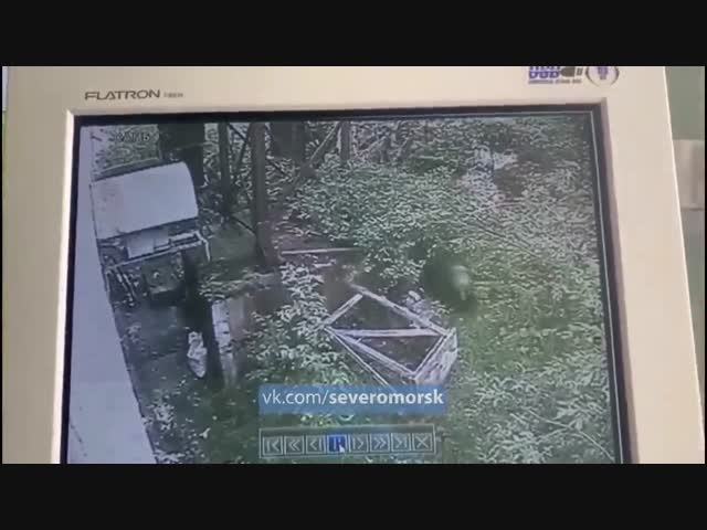 В лесу жрать нечего?