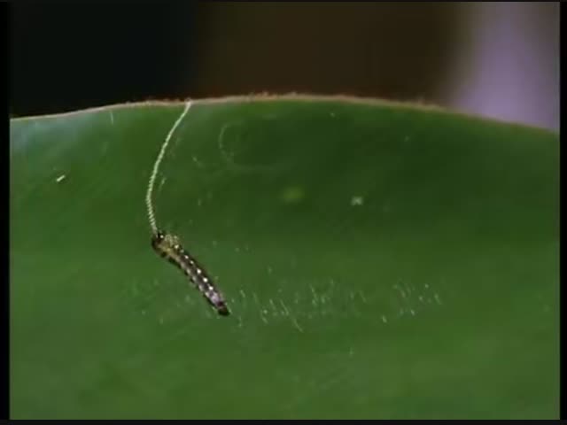 Гусеница строит убежище от хищников