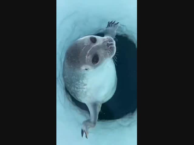 Тюлений нос