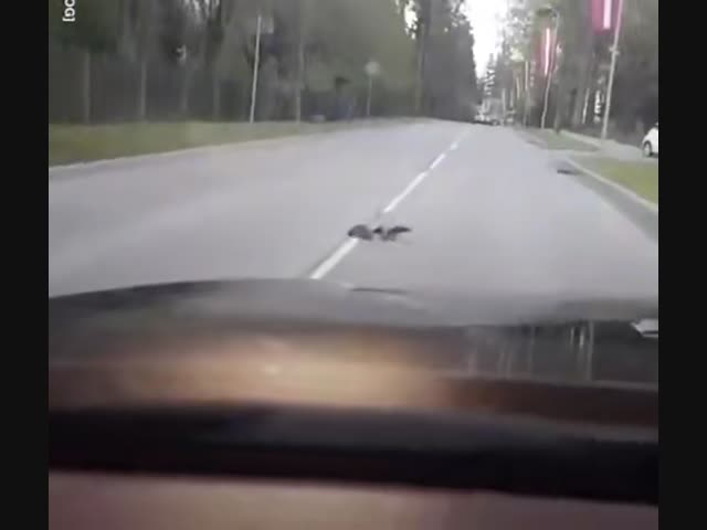 Ворона и ёж