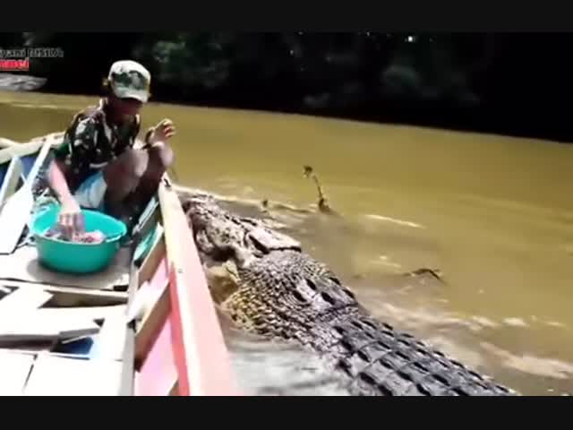 Почти ручной крокодил