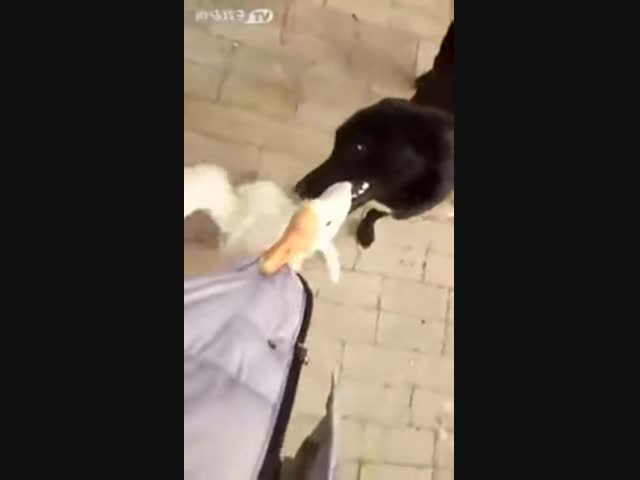 Собака спасла хозяина от злого гуся