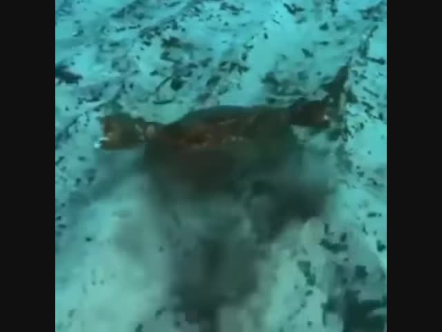 Я не знал, что они могут это сделать