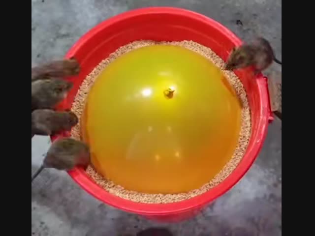 Ловушка для крыс