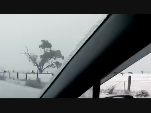 Кенгуру под снегом