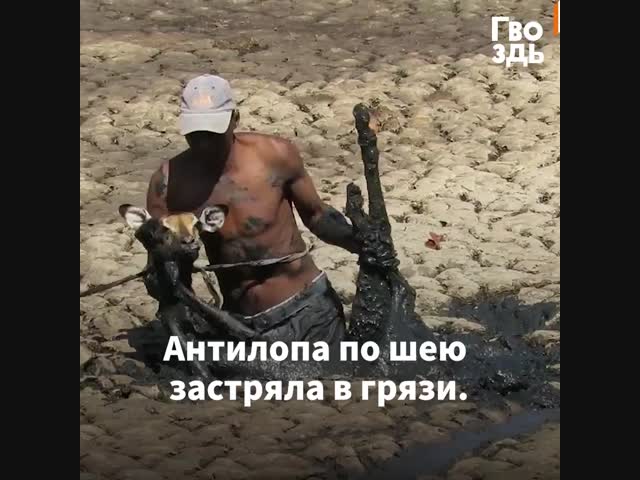 Бедняга по шею увяз в грязи, но и не думает сдаваться!