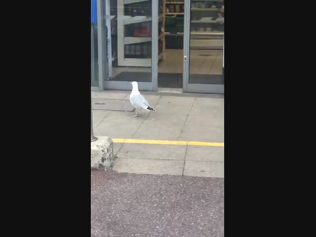 Чайкины чипсы