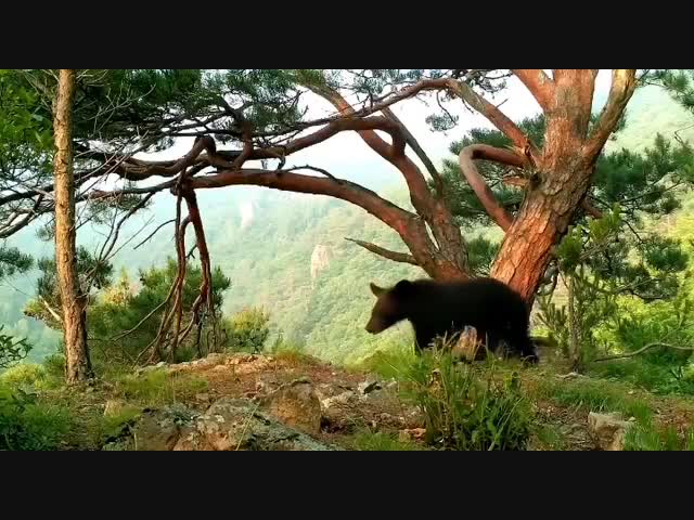 Медведь, который «перевернул мир»