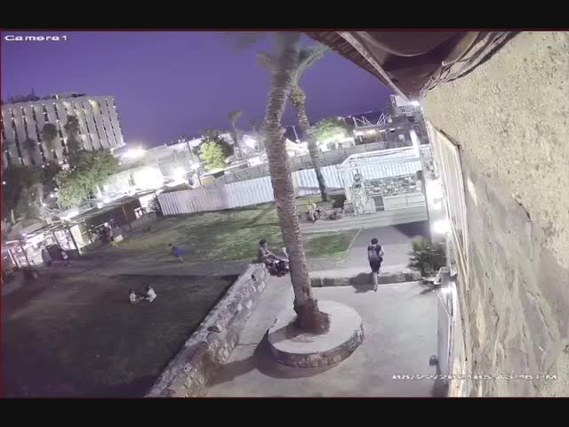 В Израиле кусок гигантской пальмы снесло порывом ветра