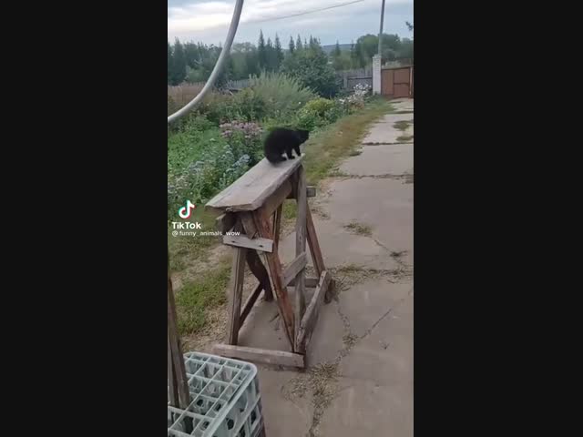 Очень умный дрессированный котенок