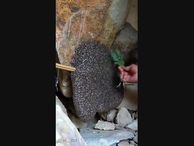 Добыча дикого мёда