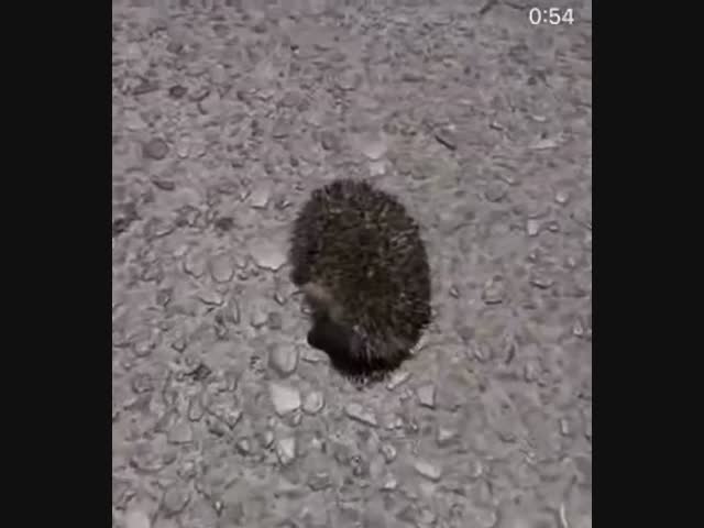 Несчастный ёжик перегрелся на солнце