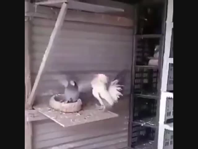 Начистил петушаре клюв