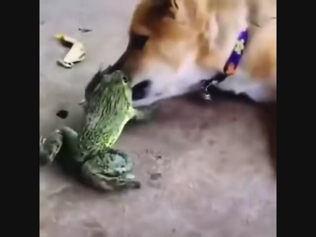 Боевая лягушка