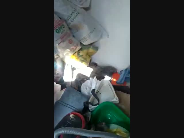 Квартиранты