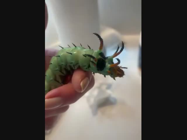 Citheronia regalis, королевская моль или королевская ореховая моль 