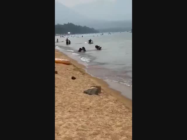 Семья медведей пришла на пляж