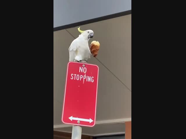 Сейчас круассан доем и за капуччино слетаю