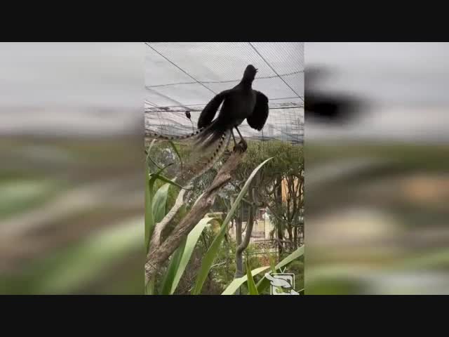 В австралийском зоопарке птица по имени Эхо научилась имитировать плач ребенка