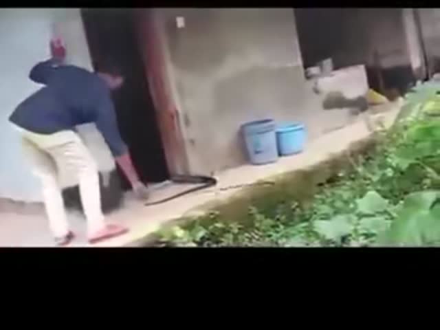 Почему не стоит хватать королевскую кобру за хвост