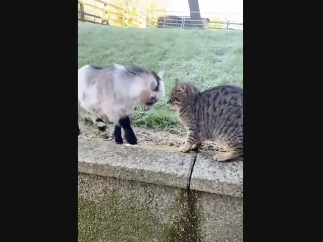 Козлёнок против кота