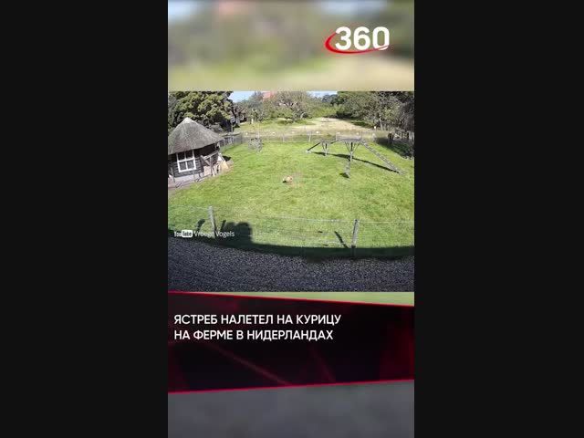Петух и коза отбили курицу у ястреба