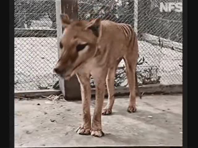 Последний Тасманийский (сумчатый) тигр на Земле