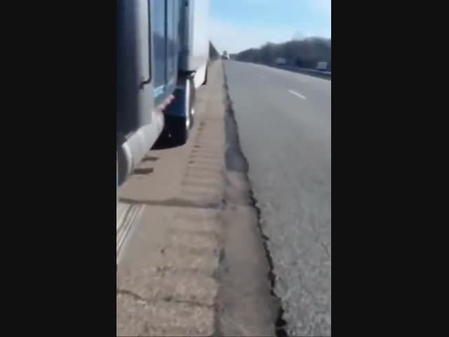 Короткая история жизни фазана