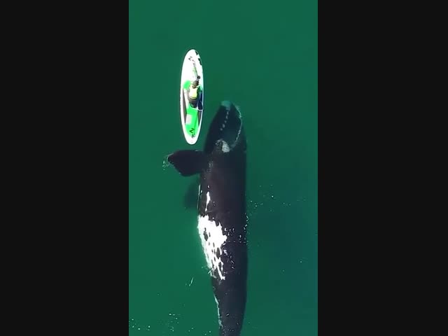 Кит решил поиграть с человеком