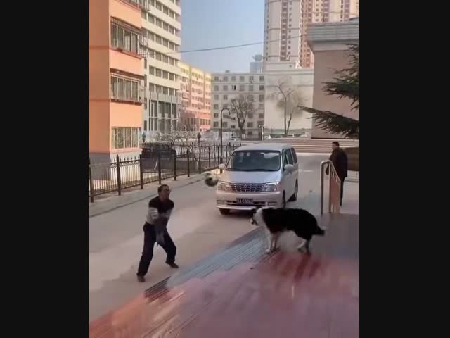 Этот пёс играет в волейбол лучше, чем я