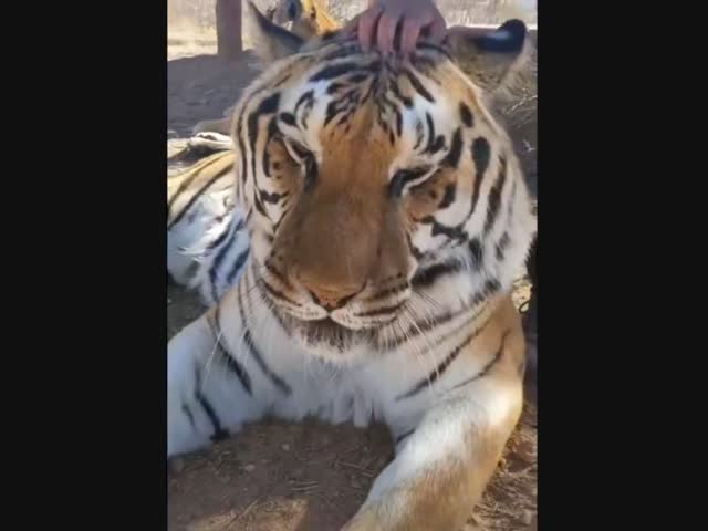 Тигры умеют мурлыкать