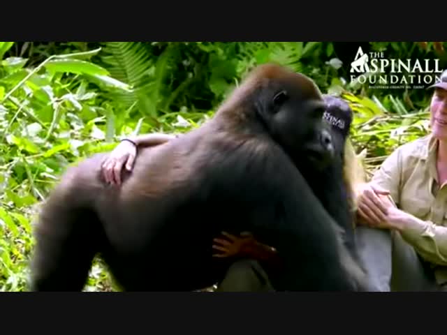 Горилла примеряет бейсболку