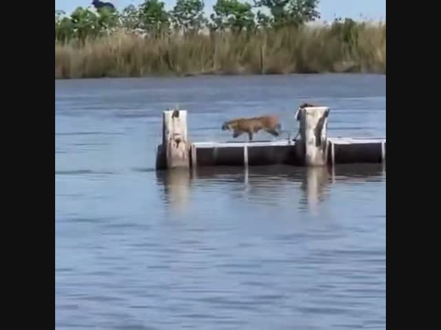 Прыжок рыси 