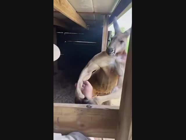 Кенгуру-качок