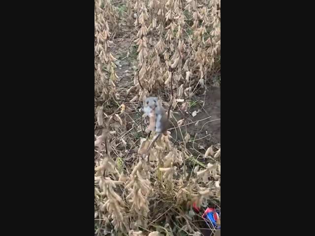 Хитрый мышь