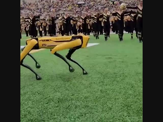 Робопёс из Boston Dynamics танцует перед футбольным матчем в Миссури
