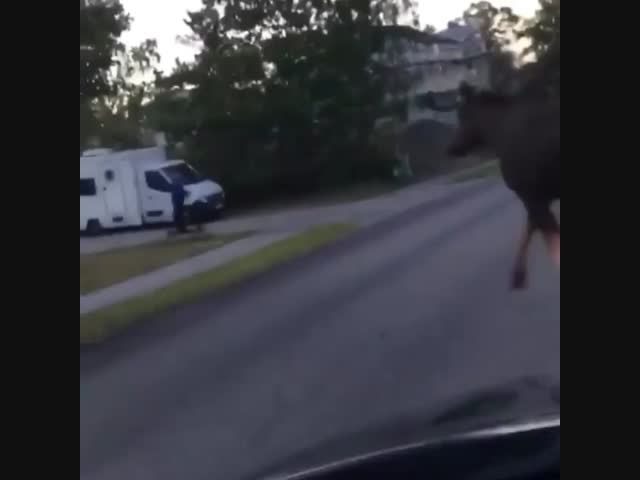 Шведский лось тоже не любит самокатчиков