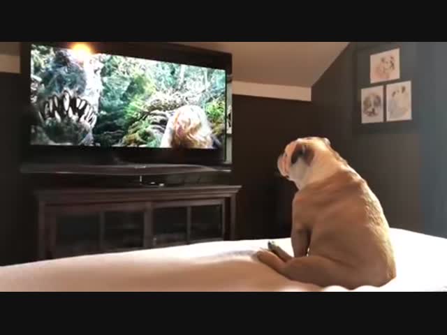 Бульдог переживает за героиню фильма