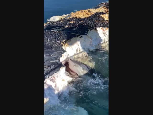 Тигровая акула лакомится мясом погибшего кита