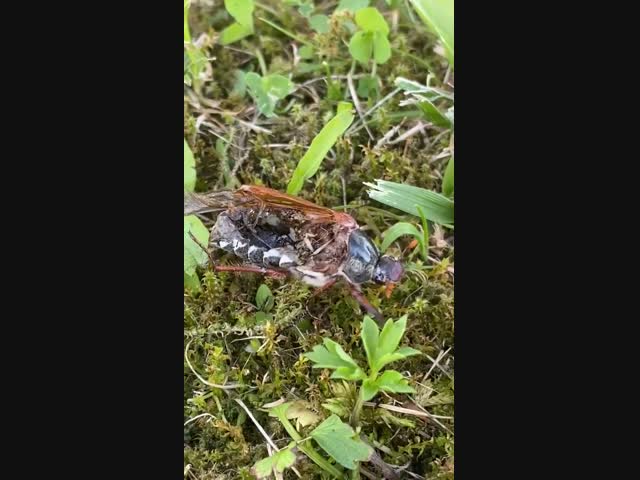 Так выглядит мужчина после развода