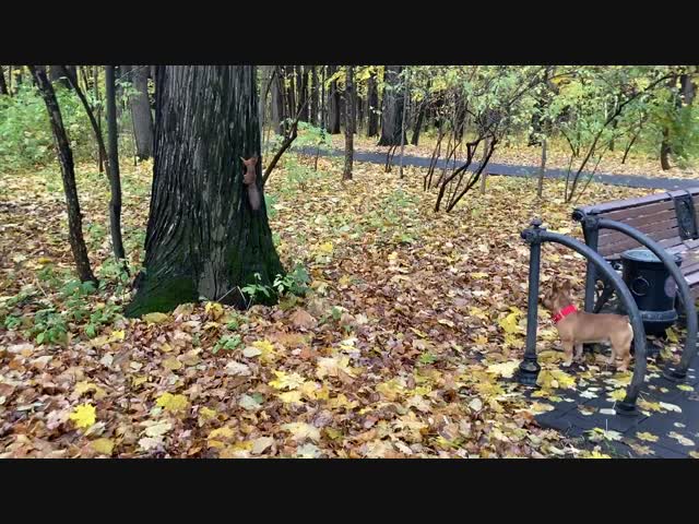 Братья по разуму в Останкинском парке